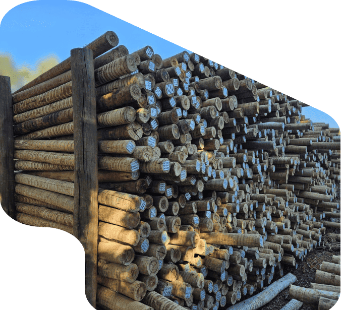 imagem pilha mouroes eucalipto tratado eucatratus