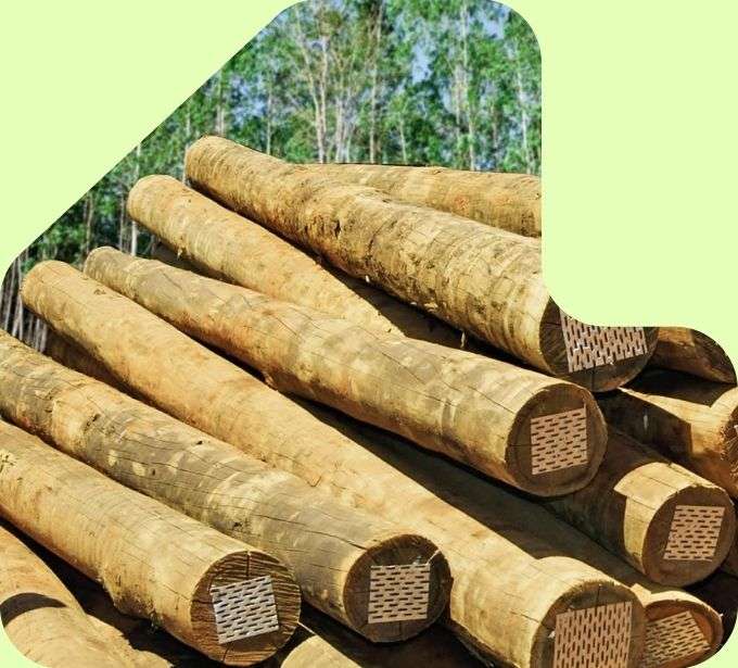 imagem pilha mouroes toras de eucalipto - eucatratus eucalipto tratado