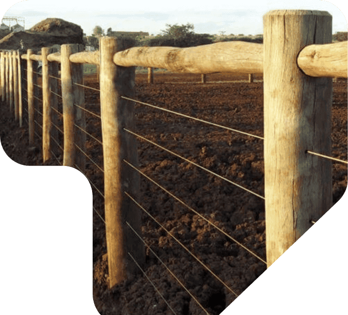 imagem cerca rural com eucalipto tratado eucatratus