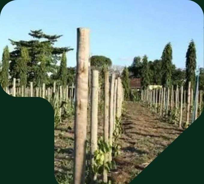 imagem estaca agrícola cultura lavoura plantação com eucalipto tratado eucatratus