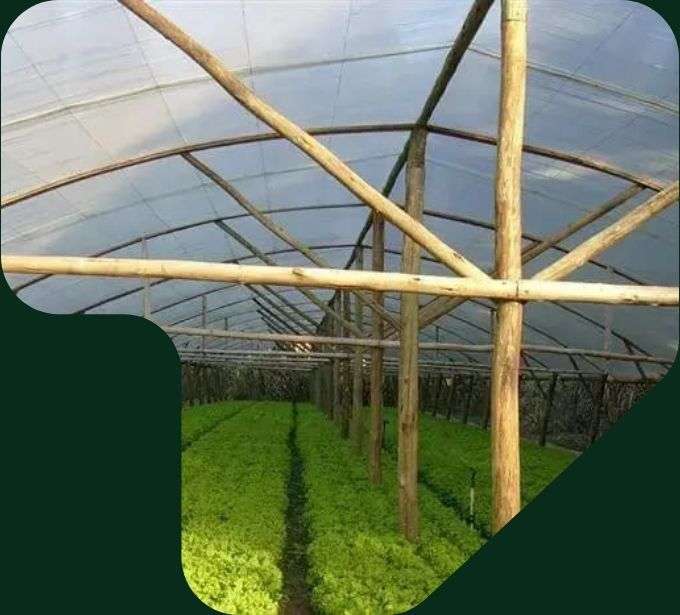 imagem estufa plantação estrutura de eucalipto tratado eucatratus