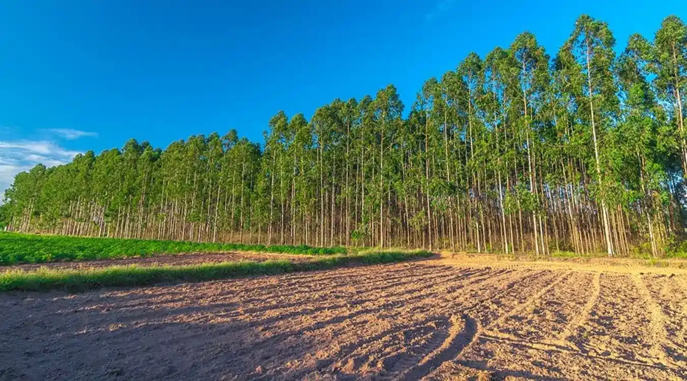 foto floresta eucalipto eucatratus eucalipto tratado
